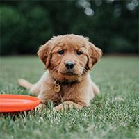 一只狗拿着狗玩具躺在草地上